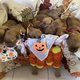 Golden Retriever Puppies from Aurora's Northern Goldens