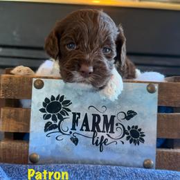 Patron - Brown and white male Cockapoo puppy in Holton, Indiana from MoonShine Babies