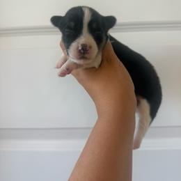 Liberty - Black and tan female Pembroke Welsh Corgi puppy in Red Bluff, California from Wilder Ranch Corgis