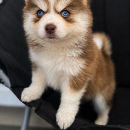 Molly - Red and white female Pomsky puppy in Winston, Oregon from Arctic Tails Spitz