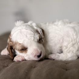 Polka - Blenheim female Cavapoo puppy in Kennewick, Washington from The Little Park Farm