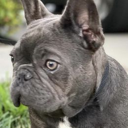 Bulldogs and French Bulldogs from Legacy of Lottos Bulldogs