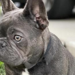 Bulldogs and French Bulldogs from Legacy of Lottos Bulldogs