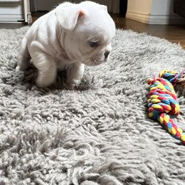 French Bulldog Puppies from Grand Frenchies
