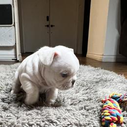 French Bulldog Puppies from Grand Frenchies