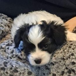 Papillon Puppies from 329 Cheerio Tiny Papillons