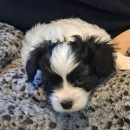 Papillon Puppies from 329 Cheerio Tiny Papillons