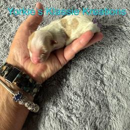 Kixx - Parti male Yorkshire Terrier puppy in Dierks, Arkansas from Yorkie’s Klassie Kreations