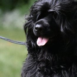 Portuguese Water Dogs from Panion PWDs