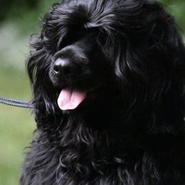 Portuguese Water Dogs from Panion PWDs