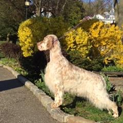English Setters from BIRDHAVEN