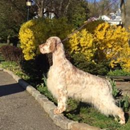 English Setters from BIRDHAVEN
