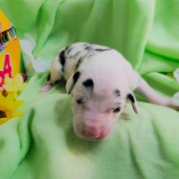 Goldenrod - Harlequin male Great Dane puppy in Brookings, South Dakota from Debonair Danes