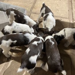 English Springer Spaniel Puppies from Desert Shadow Springers