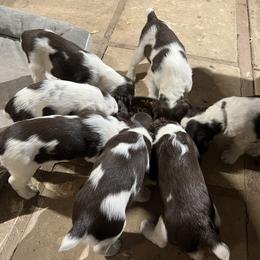 English Springer Spaniel Puppies from Desert Shadow Springers