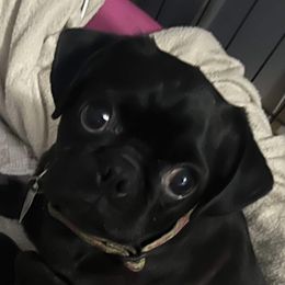 Tinkle - Pug