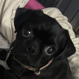 Tinkle - Pug