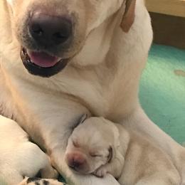 Labrador Retriever Puppies from Elsmere Labradors