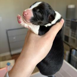 Legend - Black tri-color male Australian Shepherd puppy in Weeki Wachee, Florida from Ace of Spades Australian Shepherds