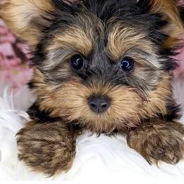 Lainey - Black and tan female Yorkshire Terrier puppy in Kingston, Oklahoma from Lake Life