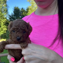 Girl 1 - Red  Poodle puppy in Marietta, Georgia from Toy Poodles by Iryna