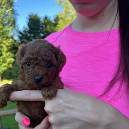 Girl 1 - Red  Poodle puppy in Marietta, Georgia from Toy Poodles by Iryna