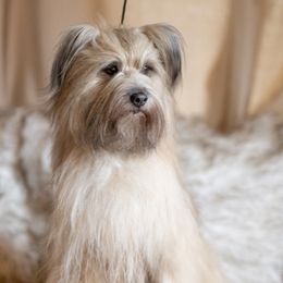 Luke - Pyrenean Shepherd