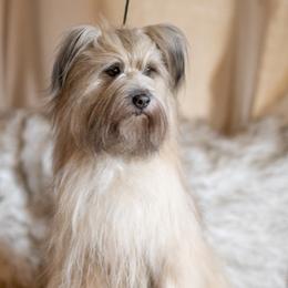 Luke - Pyrenean Shepherd