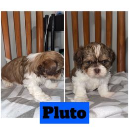 Pluto - Brown and white male Shichon puppy in Mason City, Iowa from Nebula Nest