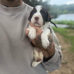 Missy - Liver and white female English Springer Spaniel puppy in Cookeville, Tennessee from Krossroads Kennel