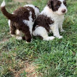 Portuguese Water Dog Puppies from Stacy's PWD Portuguese Water Dogs