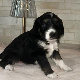 Muffin - Black and white female Aussiedoodle puppy in Nottingham, Pennsylvania from Nottingham Aussiedoodles