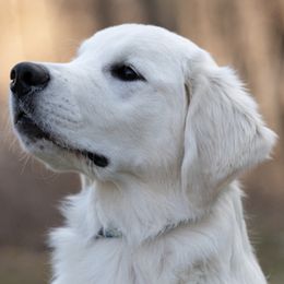 Golden Retrievers from MI Golden Sands