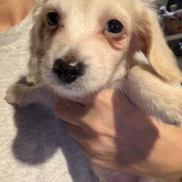 Dachshund Puppies from Libby’s Legacy Doxies LLC