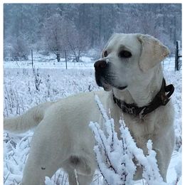 Labrador Retriever All Grown Up from Chateau St. John
