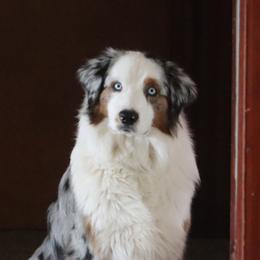Totem - Australian Shepherd