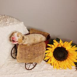 Australian Shepherd Puppies from Cooper Ridge Aussies