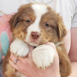 Australian Shepherd Puppies from NK Ranch Australian Shepherds