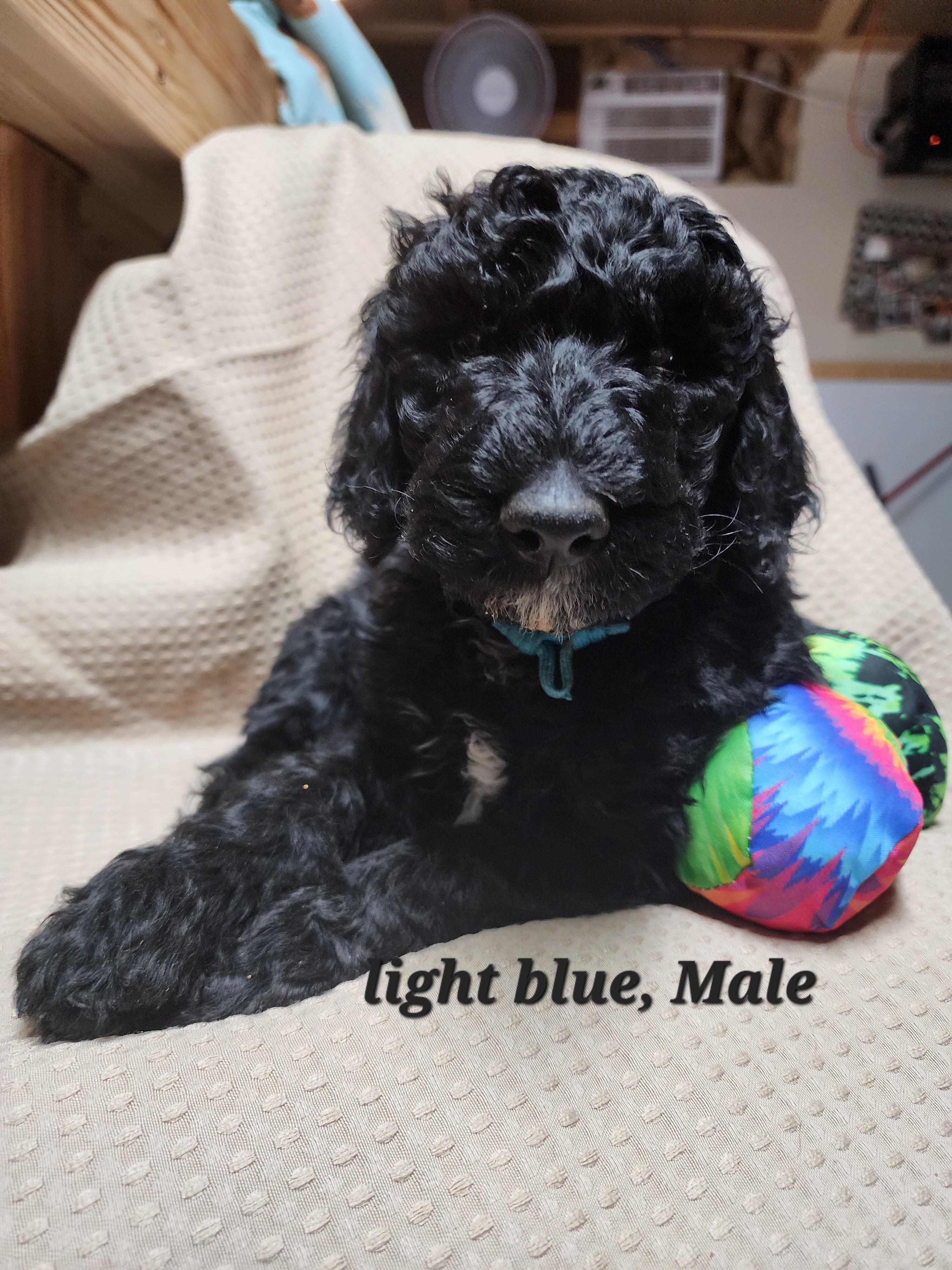 Labradoodles from Jill's Labradoodles