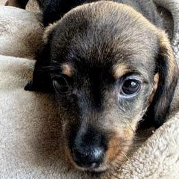 Wild boar Wire Girl - Wild boar female Dachshund puppy in Fieldbrook, California from Honeydox Miniature Dachshunds