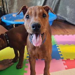 Boy Red- blue collar Show or pet - Red male German Pinscher puppy in Chatham, Virginia from WMHK9/Roolyn German Pinschers