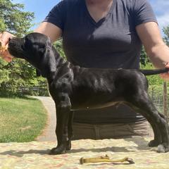 Black Boy - Blue - Black Pointer puppy in Olympia, Washington from Birdsboro Pointers