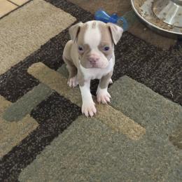AvaA (purple collar) - Lilac female Boston Terrier puppy in Red Rock, Arizona from Knucklez Kids