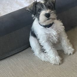 Miniature Schnauzer Puppies from Lovey Mini Schnauzers