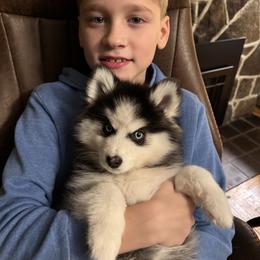 Pomsky and Siberian Husky Puppies from Hemlock Pines Pomsky