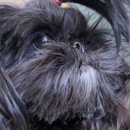 Winnie - Shih Tzu