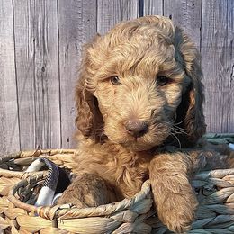 Bravo - Apricot Goldendoodle puppy in Chelan, Washington from North Cascades Doodles