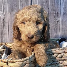Bravo - Apricot Goldendoodle puppy in Chelan, Washington from North Cascades Doodles