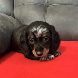 Jay - Piebald male Dachshund puppy in Sedalia, Missouri from Sho Me Spots