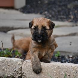 Hershey - Wheaten male Soft Coated Wheaten Terrier puppy in Kirksville, Missouri from BellSharps Australian Shepherds